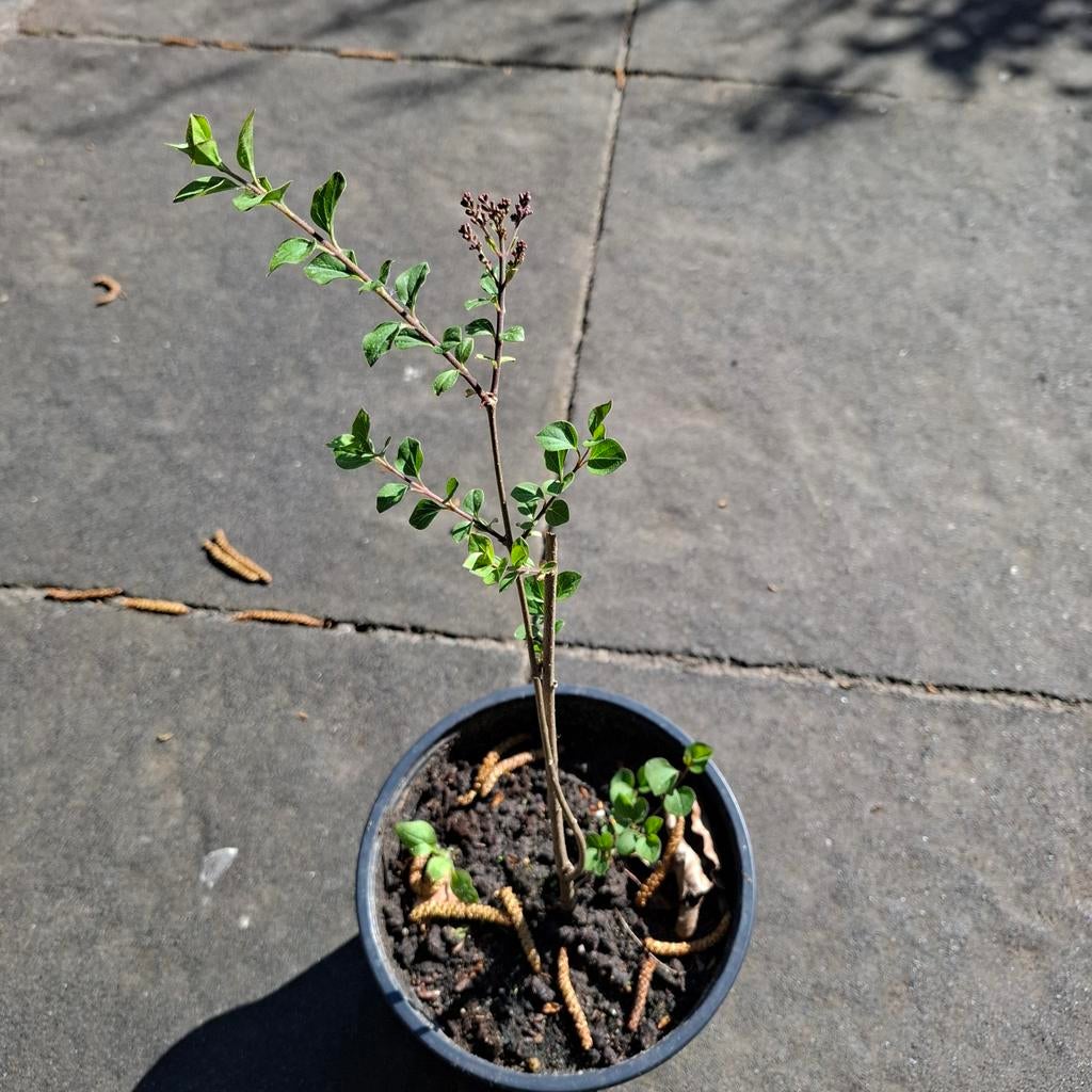 Sering, Ophalen, Minder dan 100 cm, Lente, Overige soorten