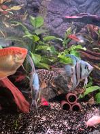 Koppel maanvissen., Dieren en Toebehoren, Vissen | Aquariumvissen, Vis