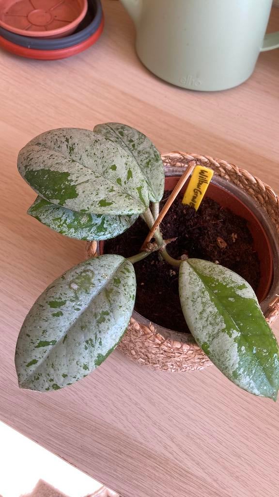 Hoya Wilbur Graves, Ophalen of Verzenden, Halfschaduw, Minder dan 100 cm