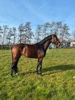Super knappe 3 jarige merrie van Las Vegas., Dieren en Toebehoren, Paarden, Merrie, Met stamboom, Niet van toepassing, Dressuurpaard