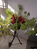 Echte plant, Ophalen