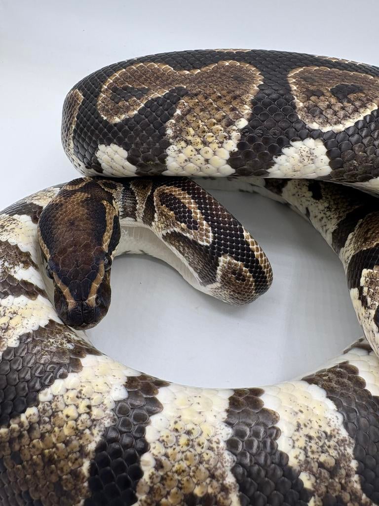 Orbit poss het clown man Ballpython koningspython Ball Python - male for sale from willems