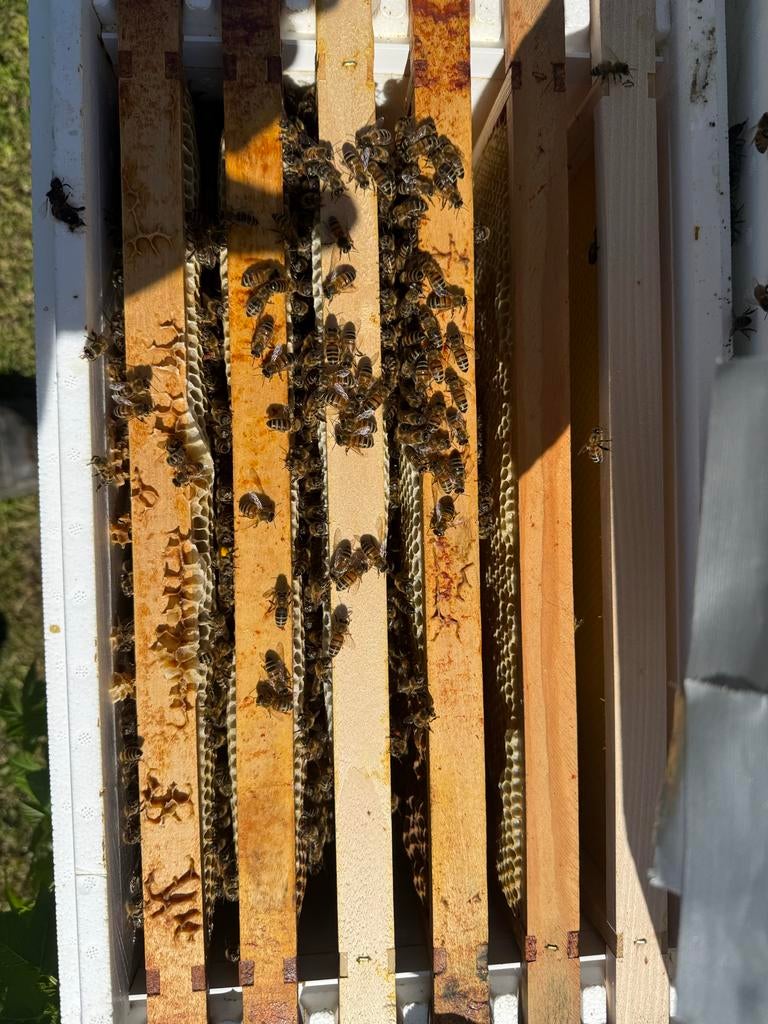 Carnica bijenvolk 6 ramer, Dieren en Toebehoren, Bijen
