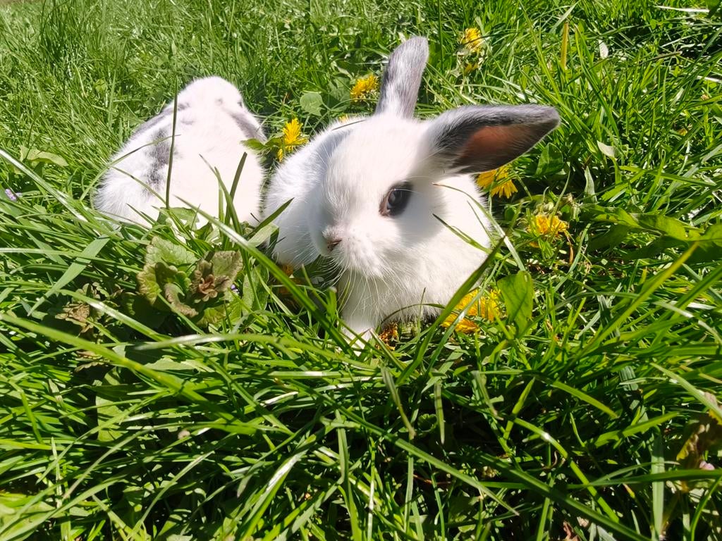 Baby hangoortjes te koop, Dieren en Toebehoren, Konijnen, Meerdere dieren