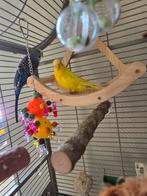 Koppeltje grasparkieten, Parkiet