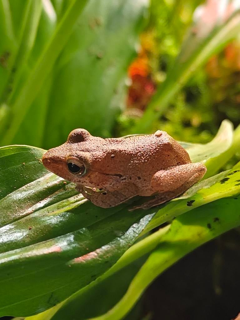 Borneo boomkikkers Frog - unknown for sale from ron