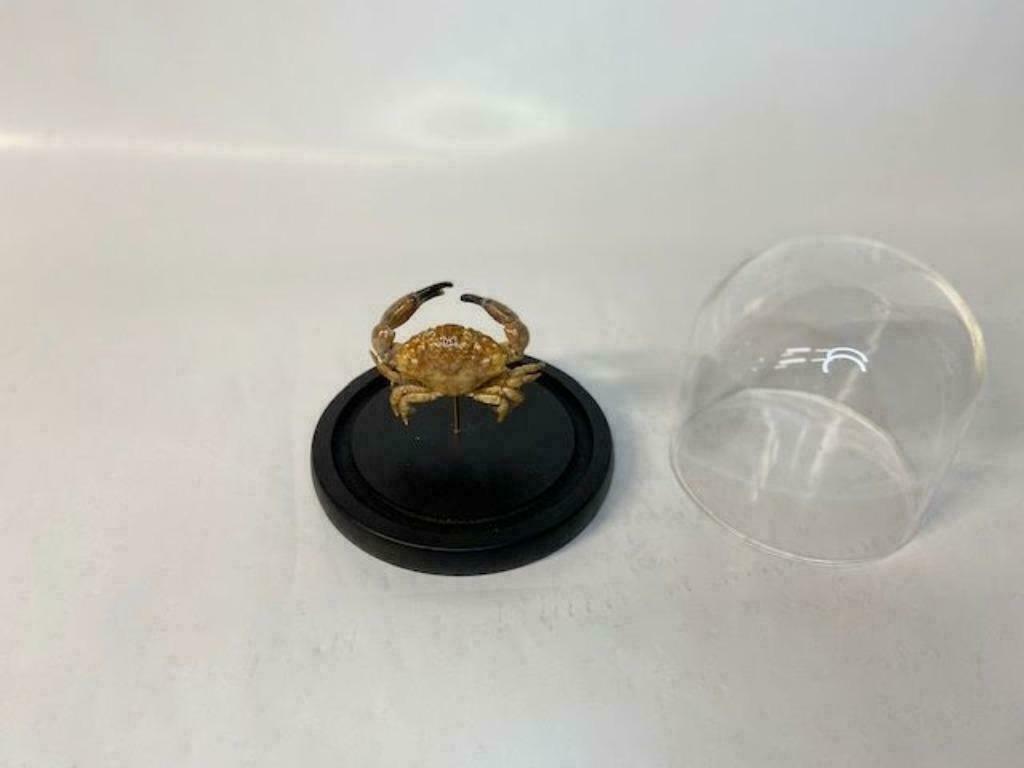 Krab in stolp (opgezette krab), Ophalen of Verzenden, Nieuw, Overige soorten, Opgezet dier