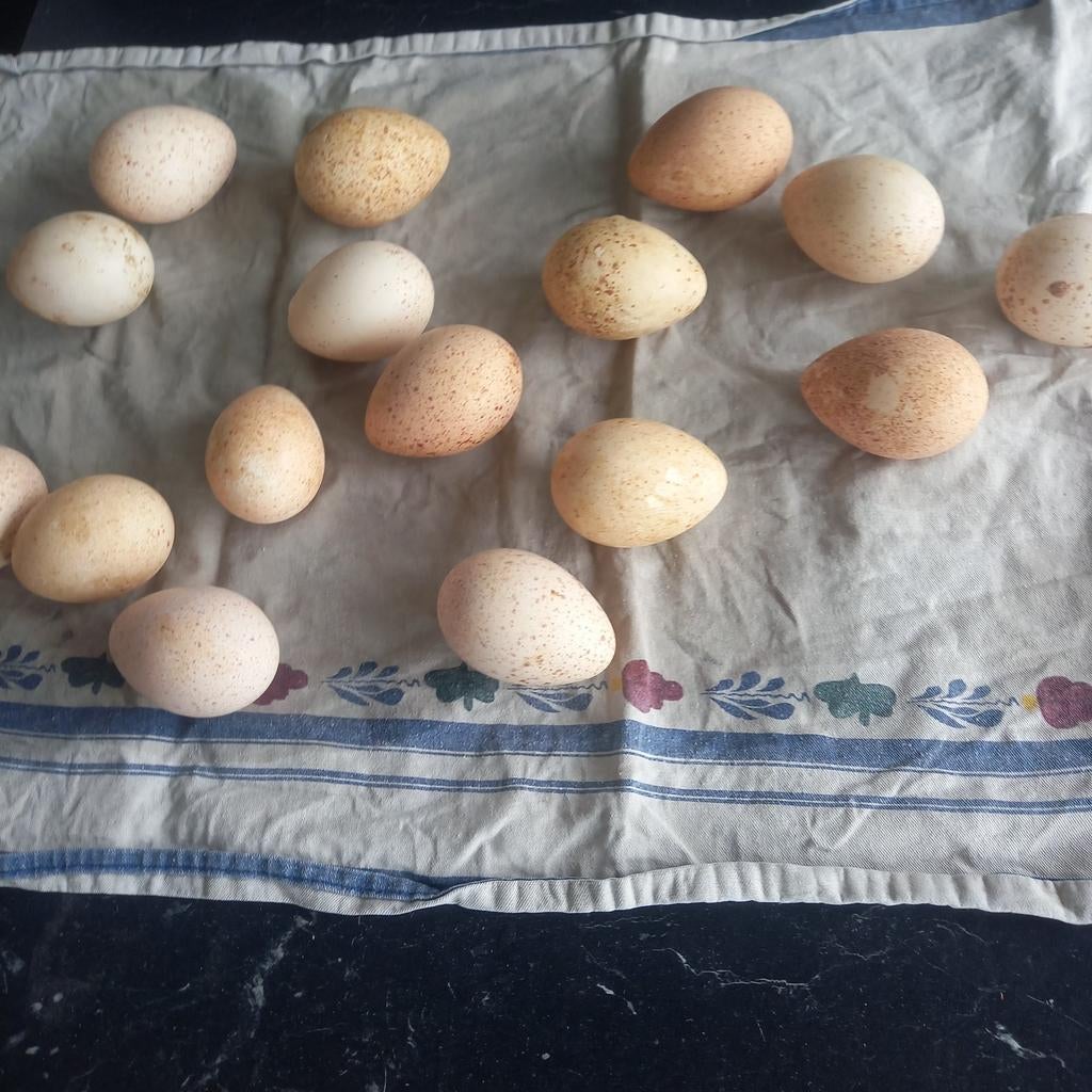 Kalkoenen eieren, Geslacht onbekend, Kalkoen