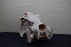 schedel nijlpaard taxidermy skull hippo, Ophalen, Zo goed als nieuw, Hert, Gewei of Kop