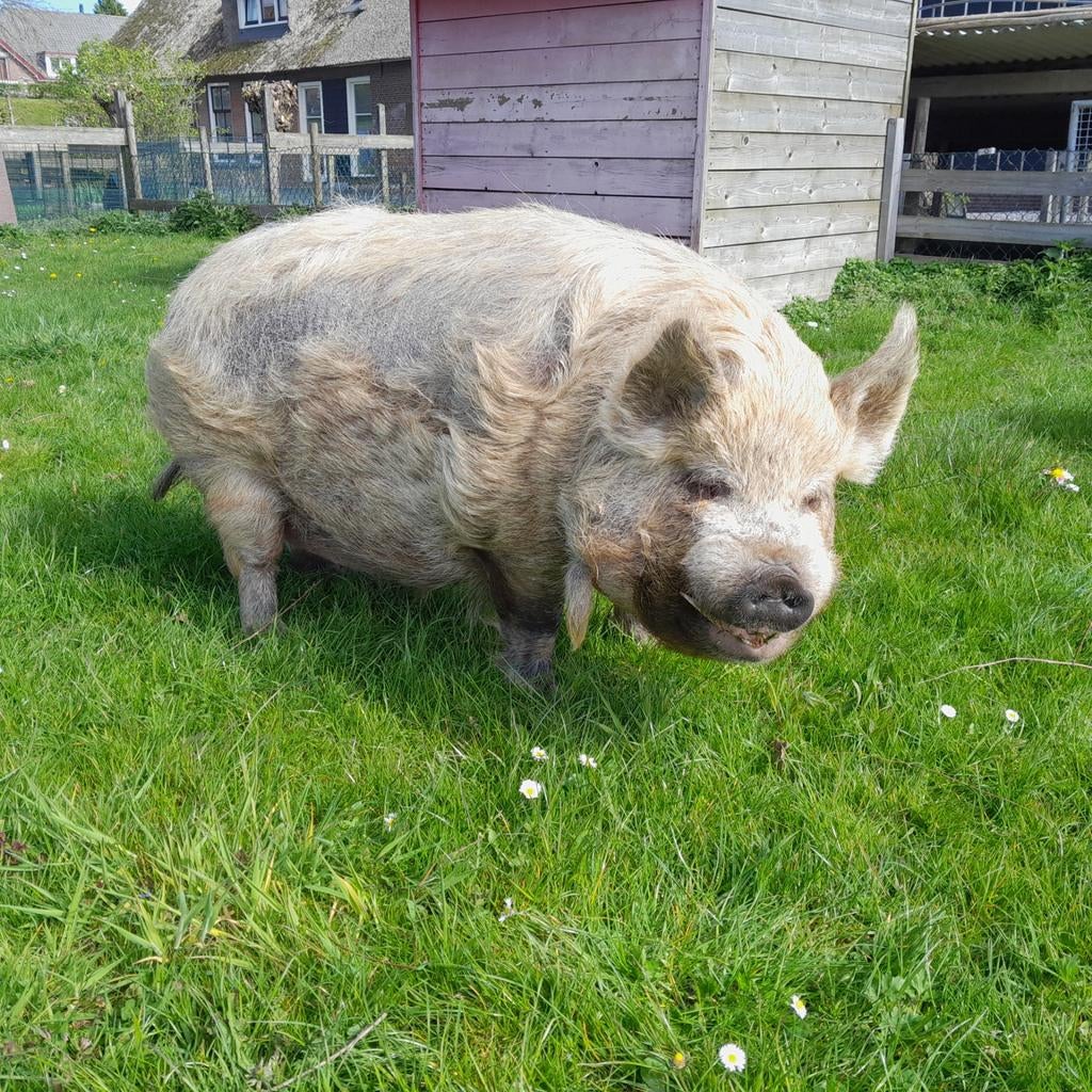 Kune kune borgje, Dieren en Toebehoren, Mannelijk, Schaap