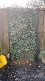 Schuttingscherm volgroeid met klimop, Ophalen, Overige soorten, 100 tot 250 cm