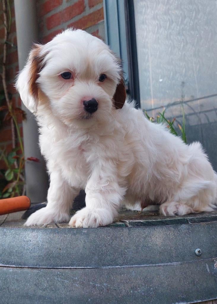 Maltipoo / Boompoo pups.  Toypoedel×Maltezer+1/4 Shih-tzu, 8 tot 15 weken, Meerdere, Meerdere dieren, Nederland