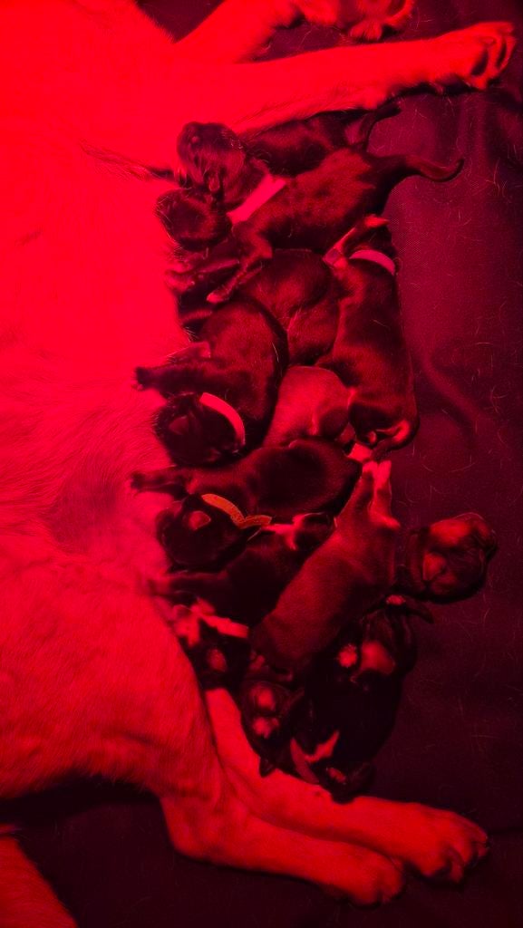 Unike Labrakita pups te koop (labrador x Akita), Parvo, 8 tot 15 weken, Labrador retriever, Meerdere