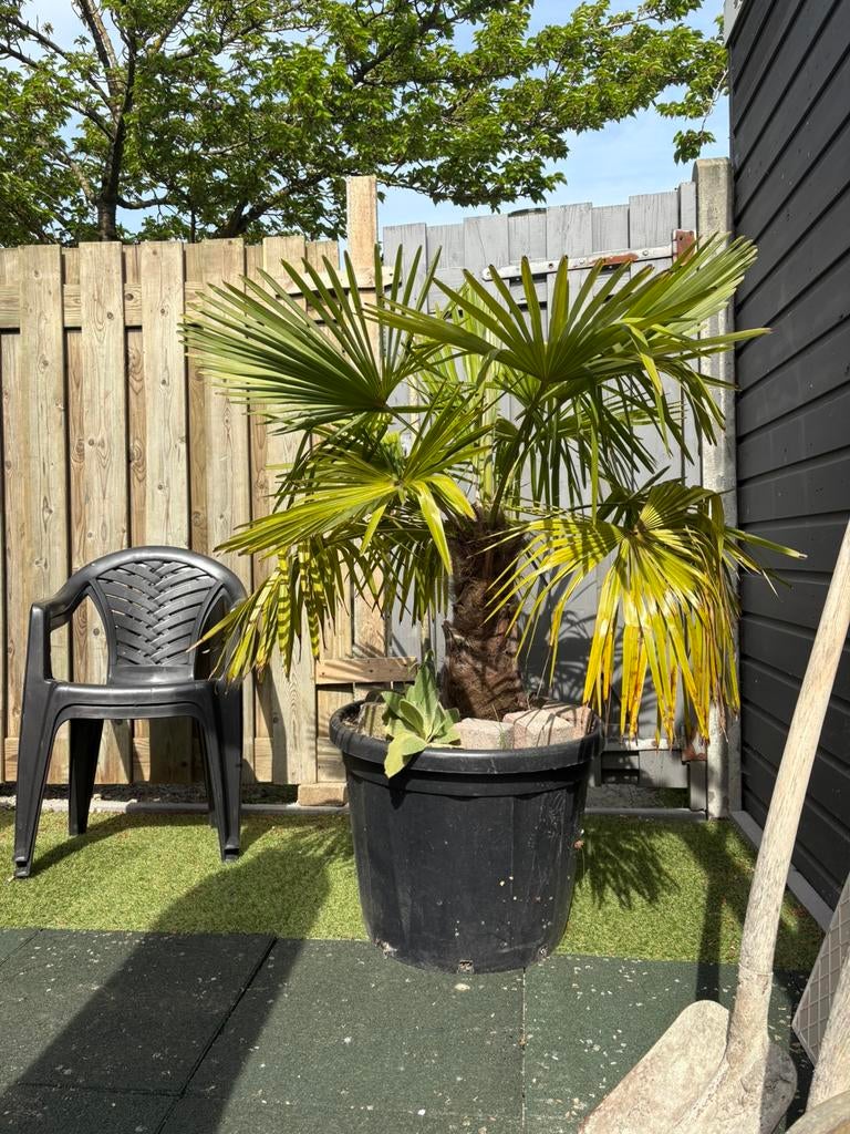Palmboom in pot, 100 tot 250 cm, Zomer, Palmboom, Ophalen
