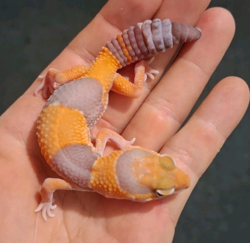 Vetstaartgekko man, Dieren en Toebehoren, Reptielen en Amfibieën, Hagedis, 0 tot 2 jaar