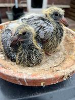 Jonge piepers Dirk van der Bulck Kittel -greipel- goede rode, Dieren en Toebehoren, Vrouwelijk, Postduif