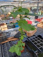 Sparmannia kamerlinde, Tuin en Terras, Ophalen, Minder dan 100 cm, Overige soorten, Zomer