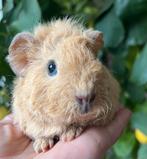 Lief crème Rex met teddy vacht beertje, Dieren en Toebehoren, Mannelijk, Tam, Maart, Cavia