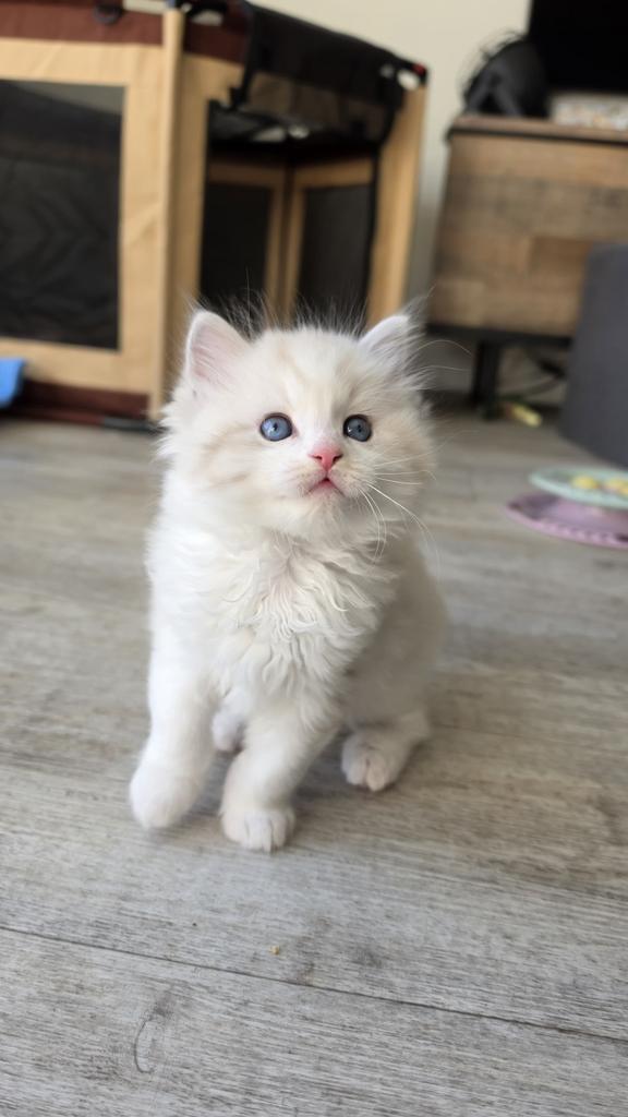 Ragdolls te koop, Dieren en Toebehoren, Katten en Kittens | Raskatten | Langhaar, Meerdere dieren, Ontwormd