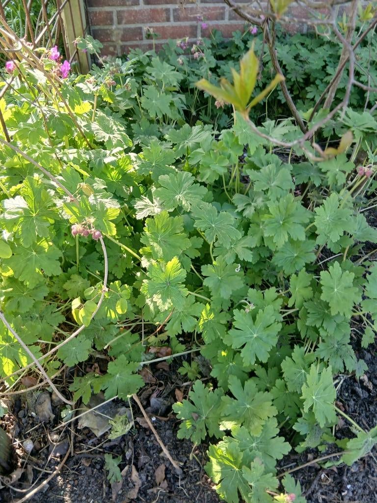 Roze Geranium - Vaste plant voor tuin en balkon, Tuin en Terras, Planten | Tuinplanten, Volle zon, Vaste plant, Zomer, Ophalen
