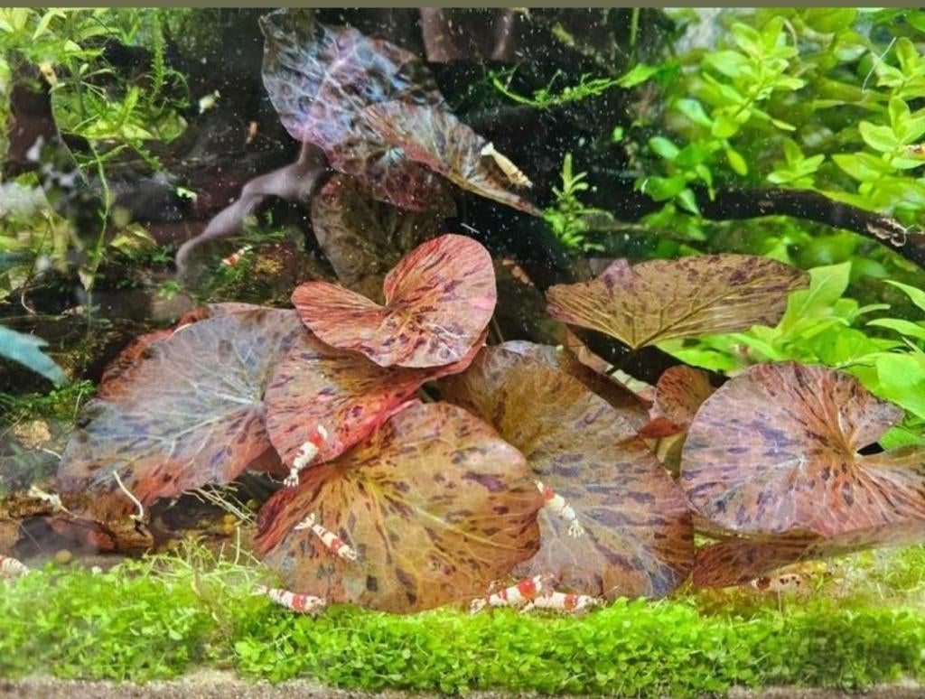 Rode Lotus (Nymphaea Zenkeri) – €5 | Blikvanger aquarium, Ophalen of Verzenden, Nieuw, Plant(en), Steen of Hout