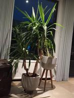 Yucca plant 1.60m, Ophalen, Halfschaduw, Yucca, 150 tot 200 cm