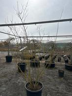 Philadelphus 'Virginal' - Boerenjasmijn 150-200 cm, Tuin en Terras, Planten | Tuinplanten, Volle zon, Vaste plant, Zomer, Ophalen