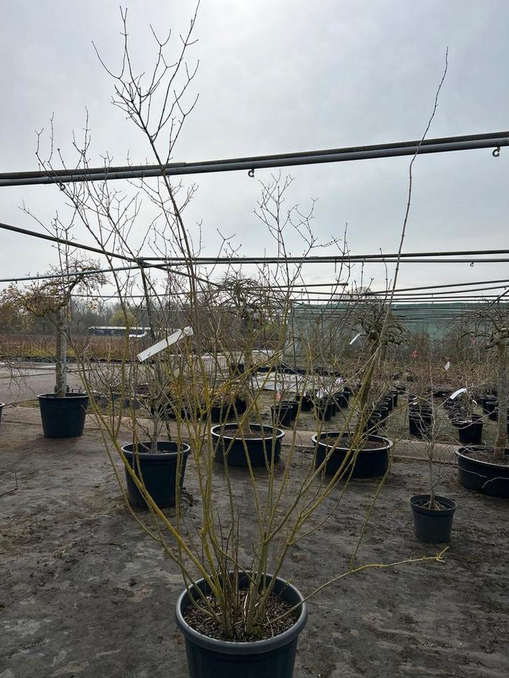 Philadelphus 'Virginal' - Boerenjasmijn 150-200 cm, Tuin en Terras, Planten | Tuinplanten, Vaste plant, Overige soorten, Volle zon