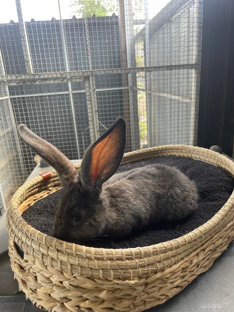Duitse reus x Lotharinger rammetje, Dieren en Toebehoren, Konijnen, Mannelijk, Groot