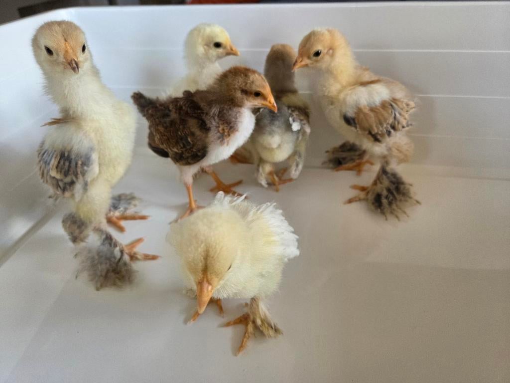 Kuikens te koop brahma en welsumer, Dieren en Toebehoren, Pluimvee, Geslacht onbekend, Kip