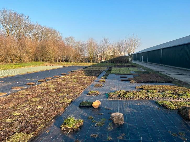 Grote partijen Sedum: trays, matten en toebehoren, Tuin en Terras, Planten | Tuinplanten, Vaste plant, Bodembedekkers, Volle zon