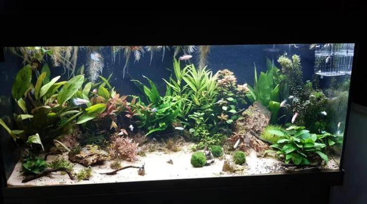 juwel aquarium 180 incl alle toebehoren, Dieren en Toebehoren, Vissen | Aquaria en Toebehoren, Zo goed als nieuw, Leeg aquarium