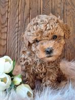 Lief stoer rood poedel reutje zoekt een 5 sterren huisje!, Poedel, Reu, 8 tot 15 weken, Eén hond