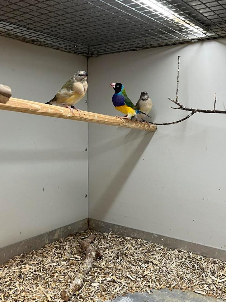 Gouldamadines, Dieren en Toebehoren, Vogels | Overige Vogels, Tropenvogel, Meerdere dieren, Geringd