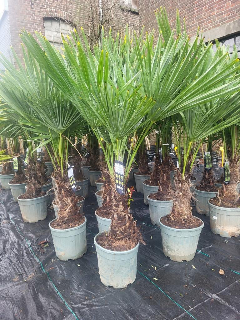 Palmbomen actie!!, Ophalen of Verzenden, Overige soorten, Volle zon