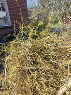 Gratis paastakken, Ophalen