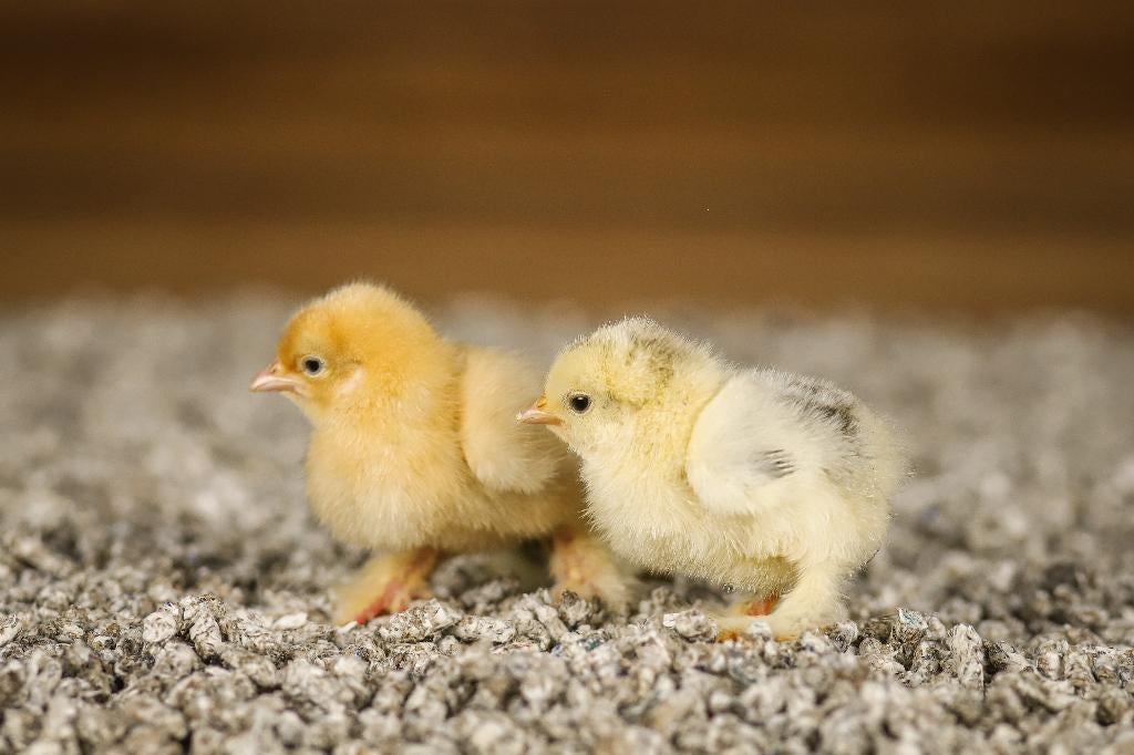 Brahma groot kippen kuikens | Gesekst en Ingeënt, Vrouwelijk, Kip