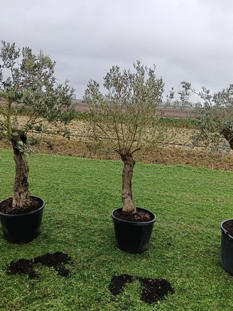 Olijfboom, Tuin en Terras, Planten | Bomen, 100 tot 250 cm, Olijfboom, Zomer, Ophalen