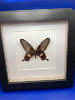 vlinder Pachiliopta Aristolochiae, Ophalen of Verzenden, Nieuw, Insect, Opgezet dier