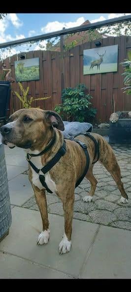 Dana lief teefje met een zacht karakter, 6 jaar of ouder, Particulier, Buitenland, Teef