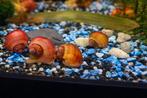 Appelslakken, Dieren en Toebehoren, Vissen | Aquariumvissen, Slak of Weekdier