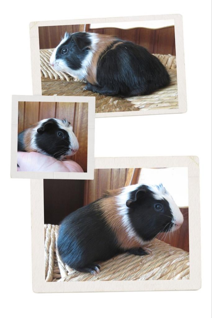 Baby cavia Streep te koop!, Maart, Mannelijk, Cavia