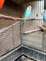 jonge parkiet, Dieren en Toebehoren, Vogels | Parkieten en Papegaaien, Geslacht onbekend, Parkiet