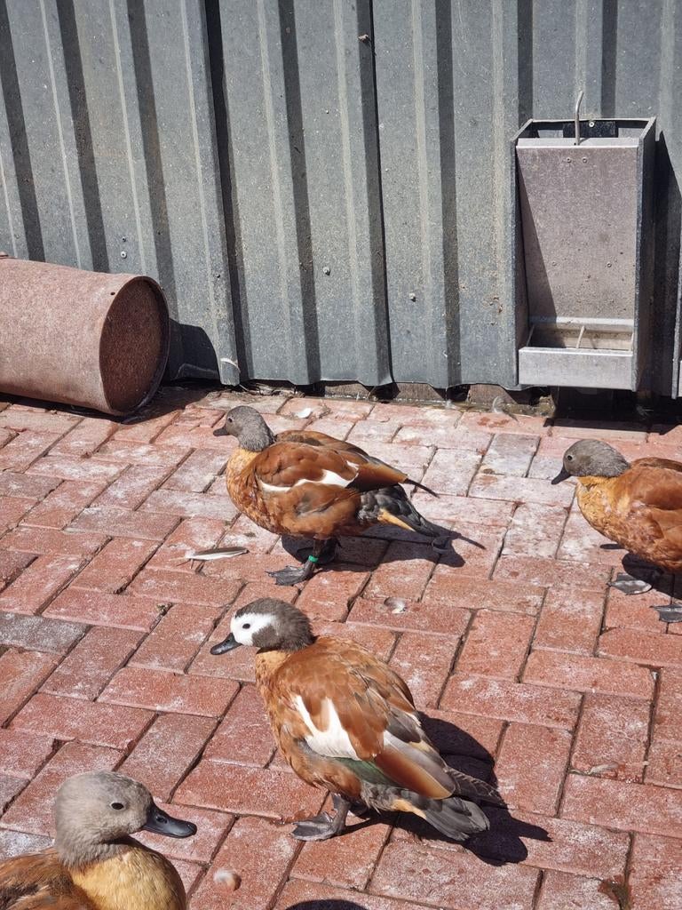 Grijskop casarca.s gezocht, Dieren en Toebehoren, Vogels | Overige Vogels, Meerdere dieren