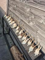 Ree Reebok geweitjes 20 stuks, Verzamelen, Dierenverzamelingen, Ophalen of Verzenden, Gebruikt, Overige soorten, Gewei of Kop