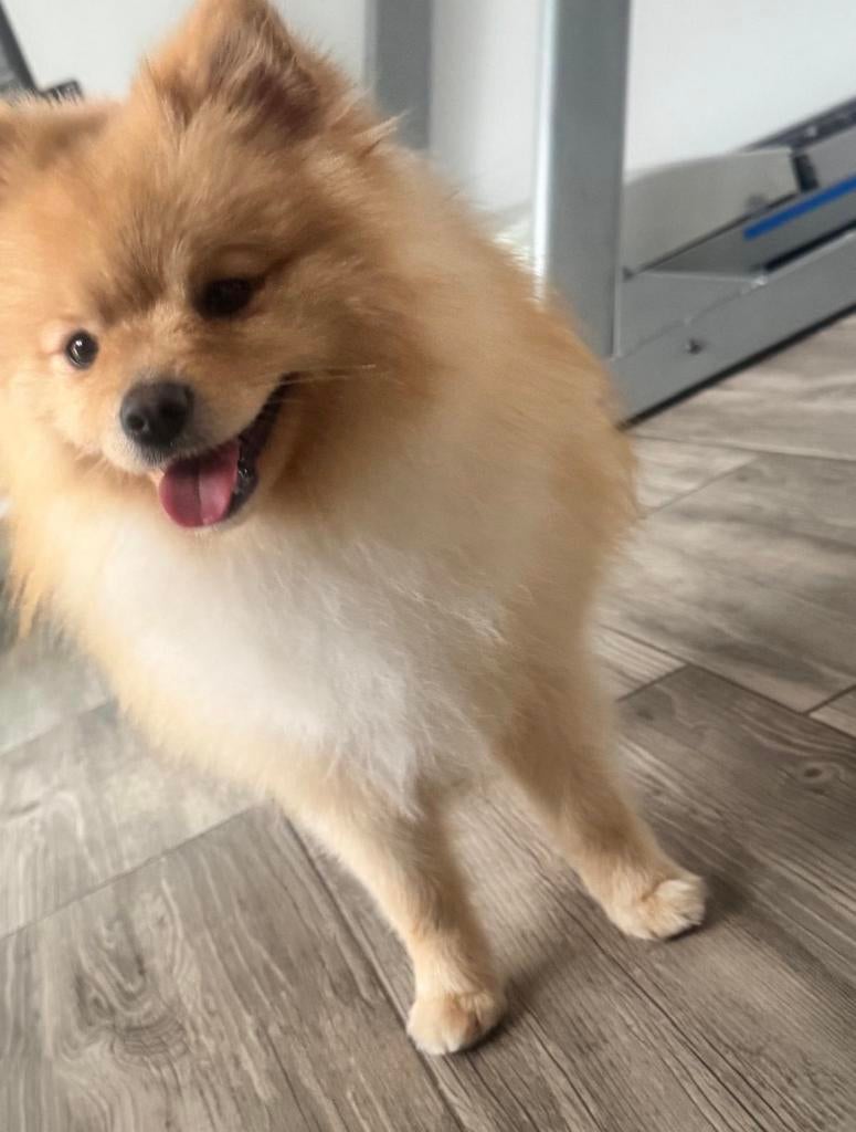 Pomerian, Dieren en Toebehoren, Honden | Poolhonden, Keeshonden en Oertypen, Particulier, 15 weken tot 1 jaar, Overige rassen