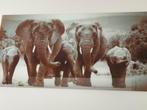 Glas schilderij met Olifanten, Ophalen, Zo goed als nieuw, Schilderij, 75 tot 100 cm