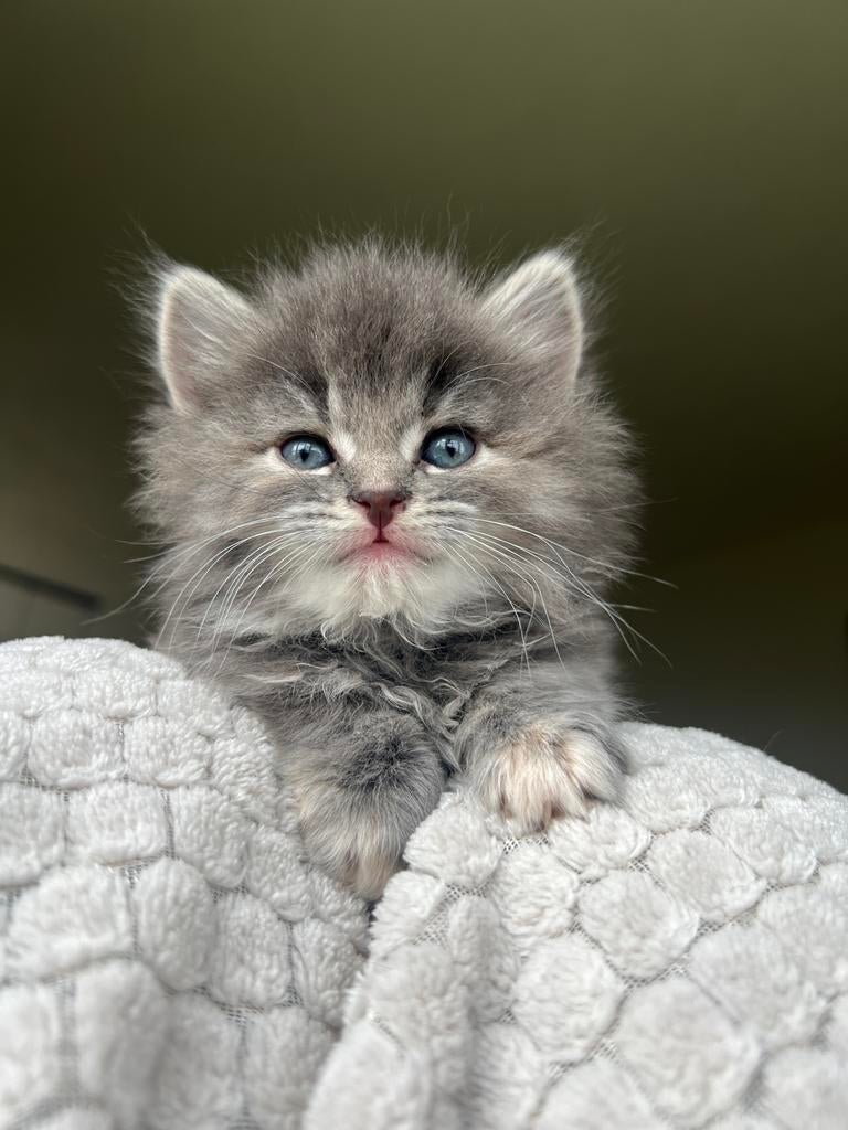 Noorse boskat kruising, Dieren en Toebehoren, Meerdere dieren, Ontwormd, 0 tot 2 jaar