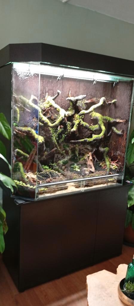 Paludarium, Dieren en Toebehoren, Reptielen en Amfibieën | Toebehoren, Nieuw, Terrarium of Paludarium, Ophalen
