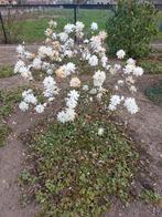 Magnolia Wildcat, Tuin en Terras, Planten | Bomen, Ophalen, Lente, Volle zon, Overige soorten